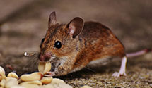 24 Hour & Emergency Exterminators in Navy Annex, DC
